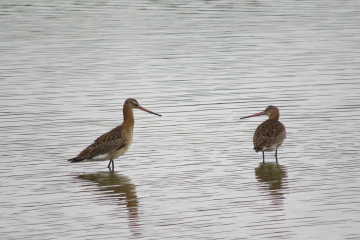 Visits from migrating waders